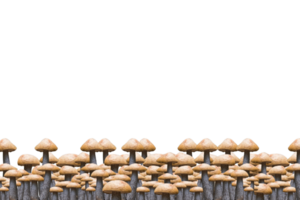 border of mushroom png