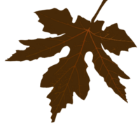 maple leaf shape png
