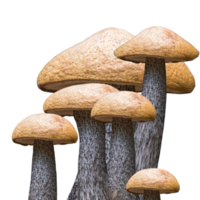 ikon svamp från skog png