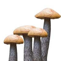 ikon svamp från skog png