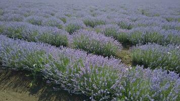 blühen Lavendel Feld im sonnig Wetter. video