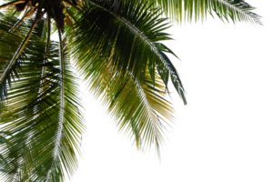 bladeren palm besnoeiing uit achtergrond png