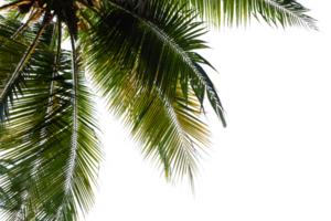 Blätter Palme Schnitt aus Hintergrund png