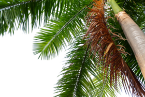 bladeren palm besnoeiing uit achtergrond png