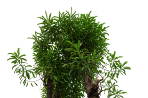 leaves plant cut out background png