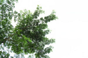 galhos e folhas do uma árvore isolado em fundo png