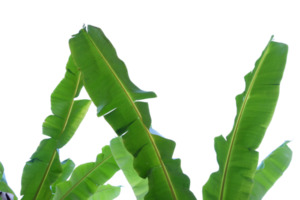 Banana leaves cut out the background png