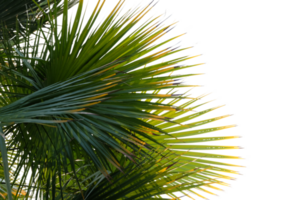 Blätter Palme Schnitt aus Hintergrund png
