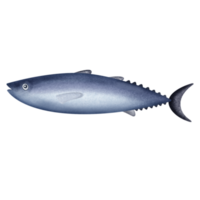 tonfisk är en medium storlek av fisk. skön fisk målning med handling. png