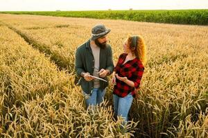 Family agricultural occupation. Man and woman are cultivating wheat. They are examining progress of plants. photo