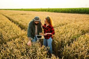 familia agrícola ocupación. hombre y mujer son cultivando trigo. ellos son examinando Progreso de plantas. foto