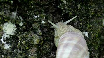 Nahansicht von ein Weinberg Schnecke im Sommer- Zeit. kostenlos Raum zum ein Text video