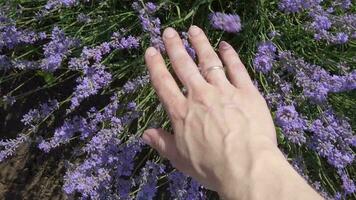 vrouw hand- aanraken lavendel in een bloeiende lavendel veld- in zonnig het weer. langzaam beweging video