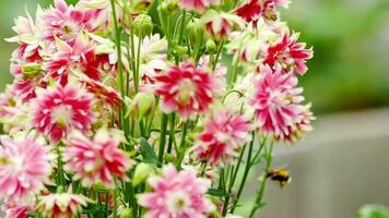 Bumblebee collecting nectar and pollen from the flowers of decorative pink aquilegia flowers. video