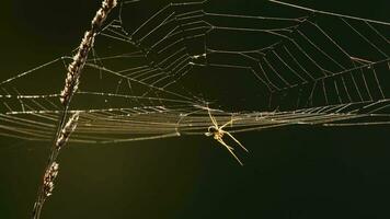 Spindel webb på tillbaka ljus tidigt dimmig morgon- video