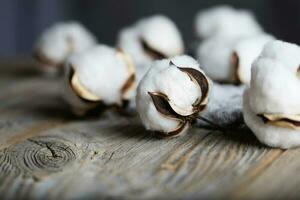 Cotton plant bolls on a wooden surface. photo