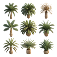 impostato di palma alberi nel trasparente sfondo. generativo ai png