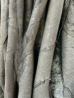 tree trunk background image no people close up. photo