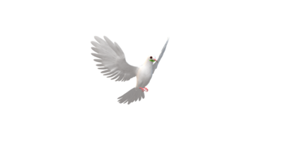 Peace Dove isolated on a Transparent Background png