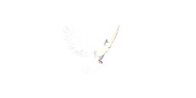 Peace Dove isolated on a Transparent Background png