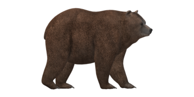 ai generativo Urso isolado em uma transparente fundo png