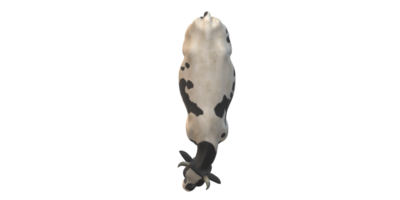 Cow isolated on a Transparent Background png