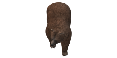 Urso isolado em uma transparente fundo png