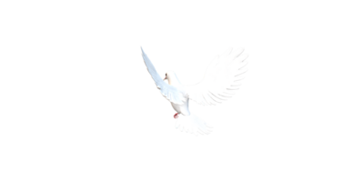 Peace Dove isolated on a Transparent Background png