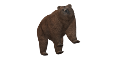 ai generativo Urso isolado em uma transparente fundo png