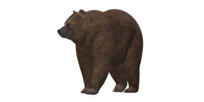 ai generativo Urso isolado em uma transparente fundo png