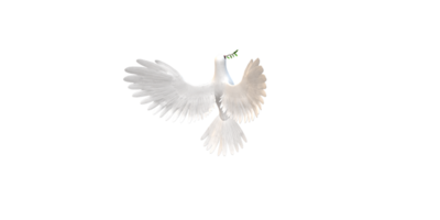 Peace Dove isolated on a Transparent Background png
