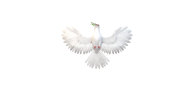 Peace Dove isolated on a Transparent Background png