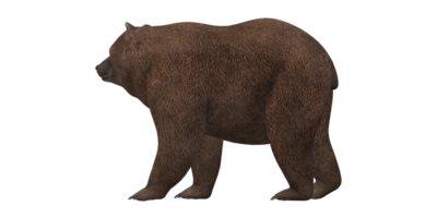 ai generativo Urso isolado em uma transparente fundo png