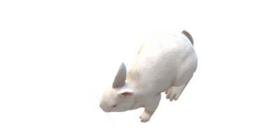 Rabbit isolated on a Transparent Background png