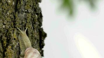 Closeup of a vineyard snail in summer time. Free space for a text video