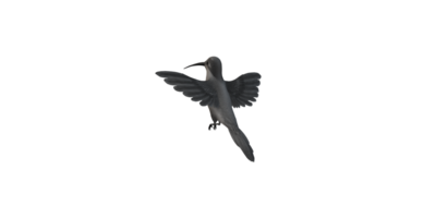 summend Vogel isoliert auf ein transparent Hintergrund png