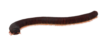 Millipede isolated on a Transparent Background png