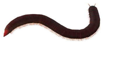 Millipede isolated on a Transparent Background png