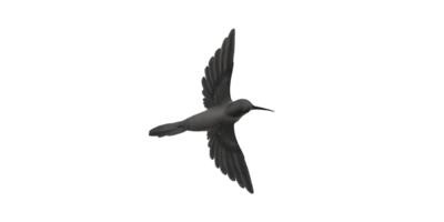 Humming Bird isolated on a Transparent Background png