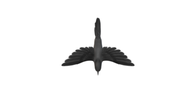 Humming Bird isolated on a Transparent Background png