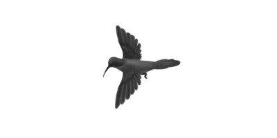 summend Vogel isoliert auf ein transparent Hintergrund png