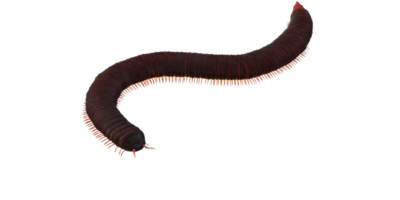 Millipede isolated on a Transparent Background png