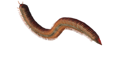 Millipede isolated on a Transparent Background png