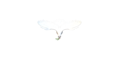 Peace Dove isolated on a Transparent Background png