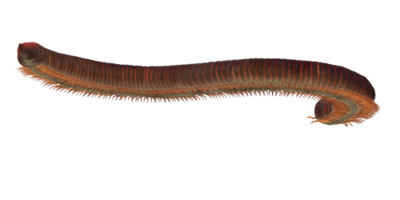 Millipede isolated on a Transparent Background png