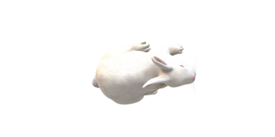 ai génératif lapin isolé sur une transparent Contexte png