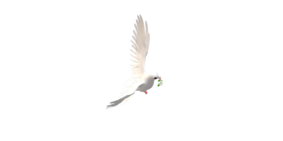 Peace Dove isolated on a Transparent Background png