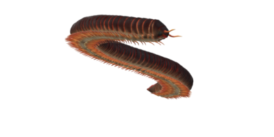 Millipede isolated on a Transparent Background png