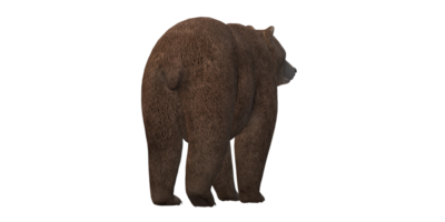 Bear isolated on a Transparent Background png