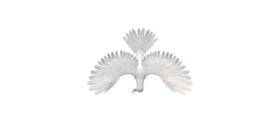 Peace Dove isolated on a Transparent Background png